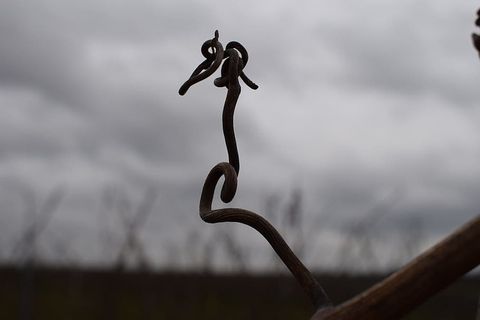 葡萄藤，黑白，自然，聚焦前景，特写，无人，金属，选择性聚焦