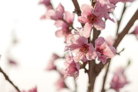 树，花，夏天，水彩画，粉红色，光，印象派，花