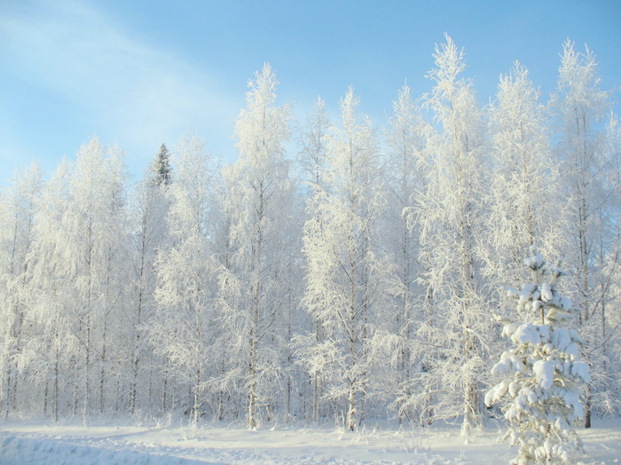 白雪覆盖的树木，冬天，森林，雪，冬天的路，松树，树木，自然