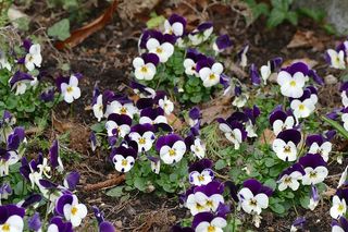 花，植物，自然，叶，开花植物，脆弱性，脆弱性，新鲜度