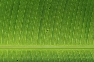绿色香蕉叶，绿色，叶子，植物，花园，秋天，秋天，大自然