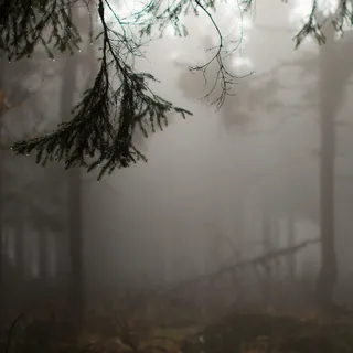 树、雾、雾、景观、水、自然、天气、雪 树、雾、雾、景观、水、自然、天气、雪
