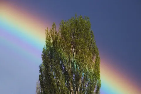 树,彩虹,天空,风雨过后,纯净,干净,夏天 树,彩虹,天空,风雨过后,纯净,干净,夏天