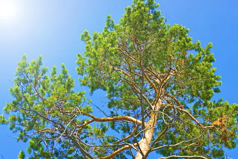 背景,美丽,美丽,蓝色,明亮,清澈,绿色,田园诗 背景,美丽,美丽,蓝色,明亮,清澈,绿色,田园诗
