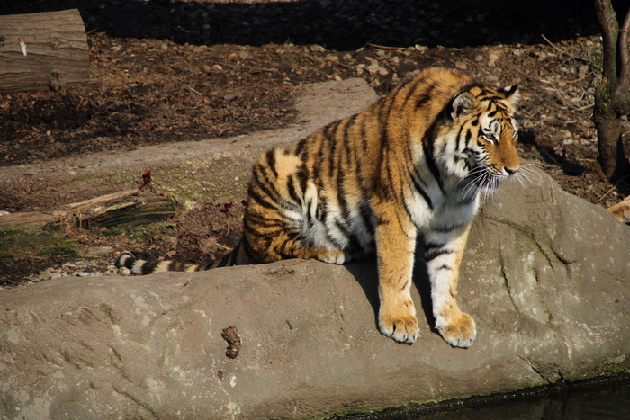 虎, 动物, 哺乳动物, 野生动物, tierpark hagenbeck, 德国, 汉堡, 动物园