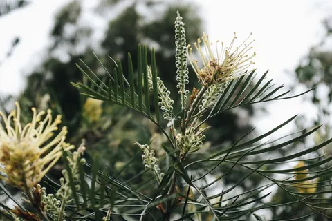 黄枕花白天开花 黄枕花白天开花