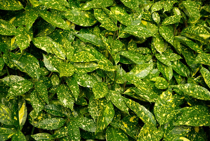 植物、欧库巴、树篱、绿色、食品和饮料、食品、背景、新鲜度