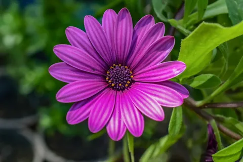 紫色,非洲雏菊,开花,白天,自然,植物群,花朵,夏天 紫色,非洲雏菊,开花,白天,自然,植物群,花朵,夏天