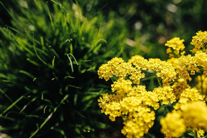 小黄花