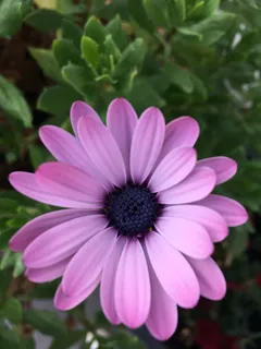 开花，开花，粉红色，嫩，完美，神奇，开花植物，花