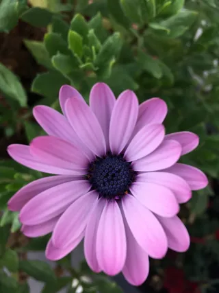 开花，开花，粉红色，嫩，完美，神奇，开花植物，花