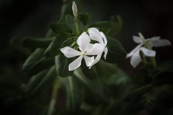 花，自然，照片，白色，生长，脆弱，花瓣，特写