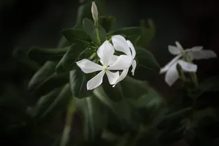 花，自然，照片，白色，生长，脆弱，花瓣，特写
