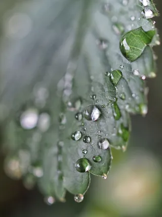 水, 绿色, 叶, 下降, 散景, 结构, 草莓, 园艺