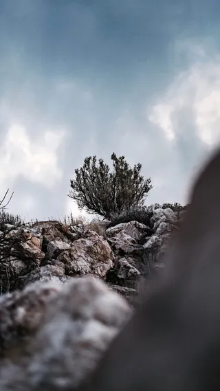 美国，盐湖城，肖像，摄影师，树木，穆迪，自然光，穆迪编辑