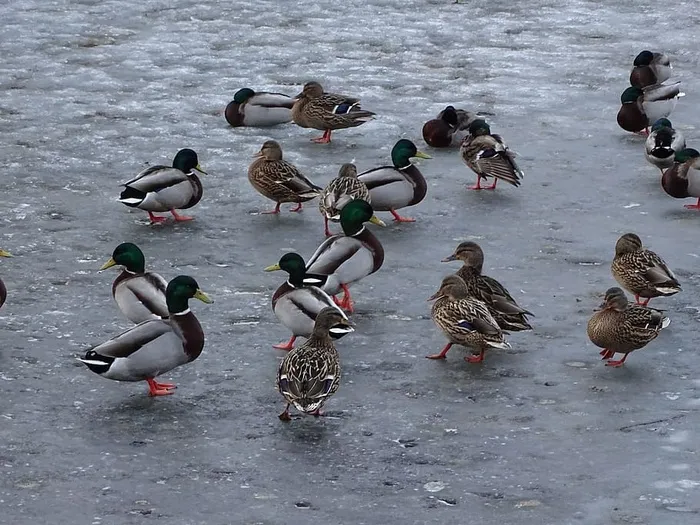 鸭子，鸭子，野鸭，池塘，鸟，鸟，德雷克