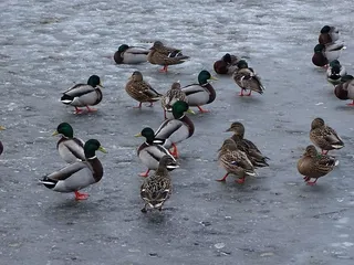 鸭子，鸭子，野鸭，池塘，鸟，鸟，德雷克
