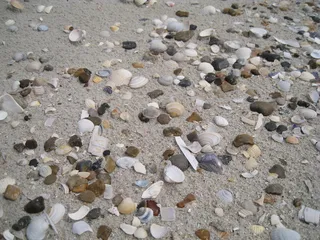 贝壳，太阳，假日，夏天，水边，沙滩，丹麦海滩，大型物体群