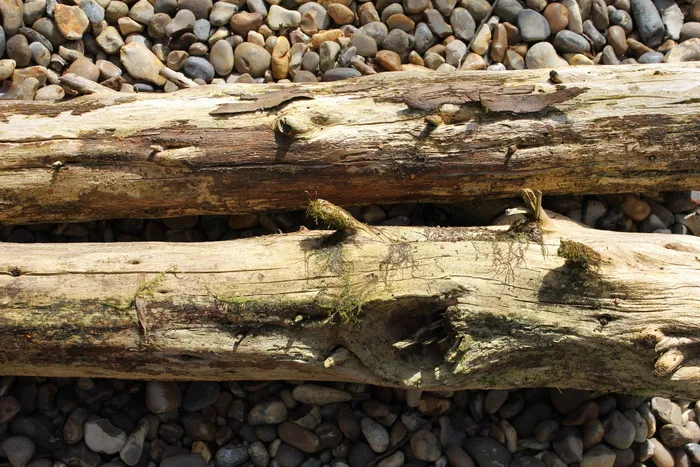 原木，苔藓，木材，树木，旧，自然，苔藓，木材，纹理