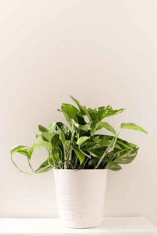 绿色盆栽植物