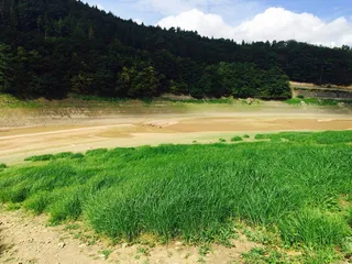 基本、埃德西、海草、植物、树木、绿色、自然美、生长