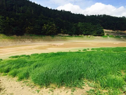 基本、埃德西、海草、植物、树木、绿色、自然美、生长 基本、埃德西、海草、植物、树木、绿色、自然美、生长
