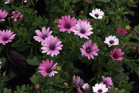 非洲雏菊,海角雏菊,粉色雏菊,粉色花朵,开花植物,花朵,花瓣,脆弱 非洲雏菊,海角雏菊,粉色雏菊,粉色花朵,开花植物,花朵,花瓣,脆弱