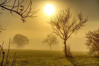 树木、阳光、背光、雾、美学、树枝、薄雾、朦胧
