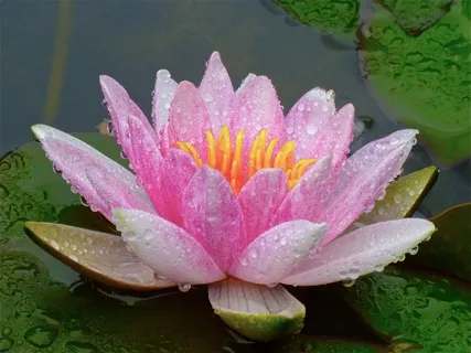 特写摄影,莲花,水滴,池塘,莲花,花朵,百合,水生 特写摄影,莲花,水滴,池塘,莲花,花朵,百合,水生
