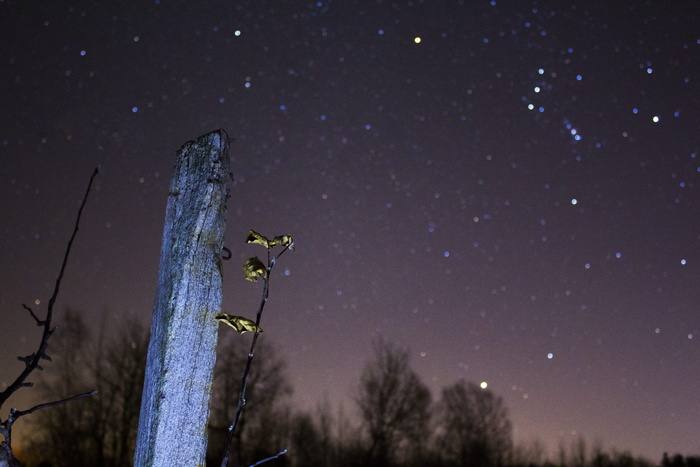 星星，黑暗，夜晚，星座，自然，天体摄影，树木，森林