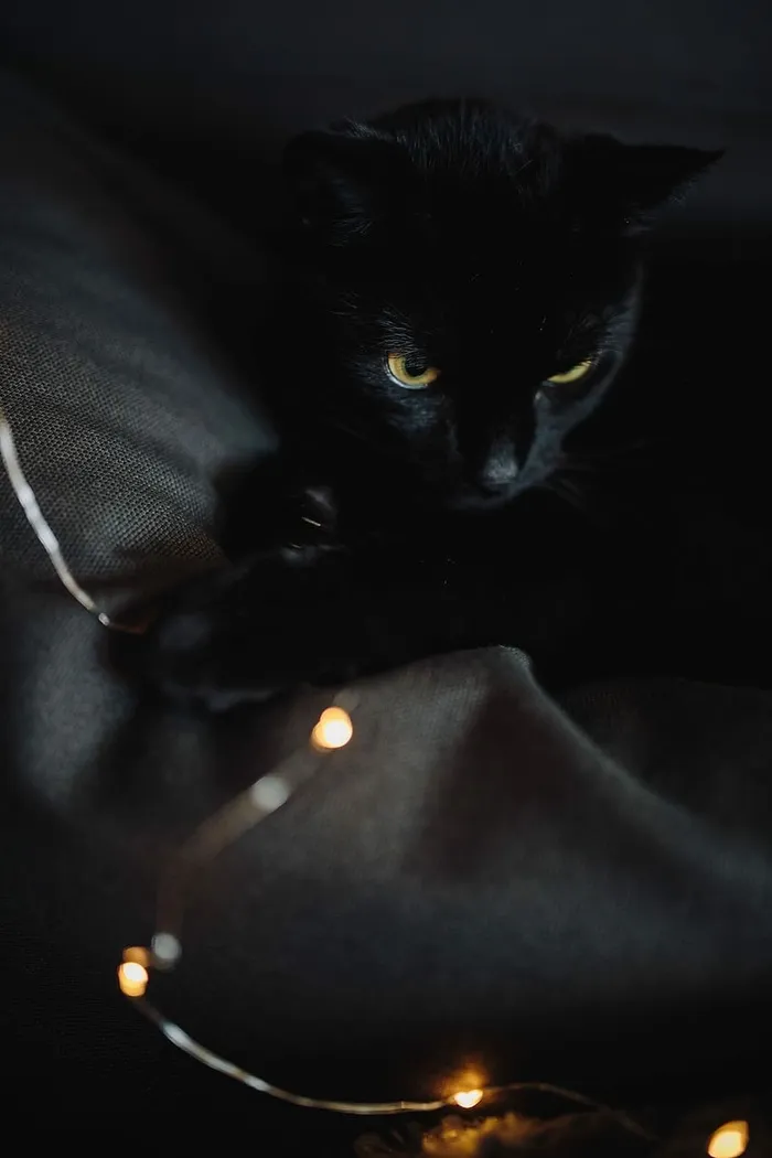 黑猫与神灯