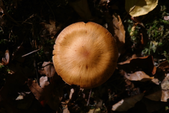 蘑菇，森林，尖锐的格布凯尔特出头，红色cortinarius，c speciossimus，橙色spitz bumpy schleierling，有毒，木耳