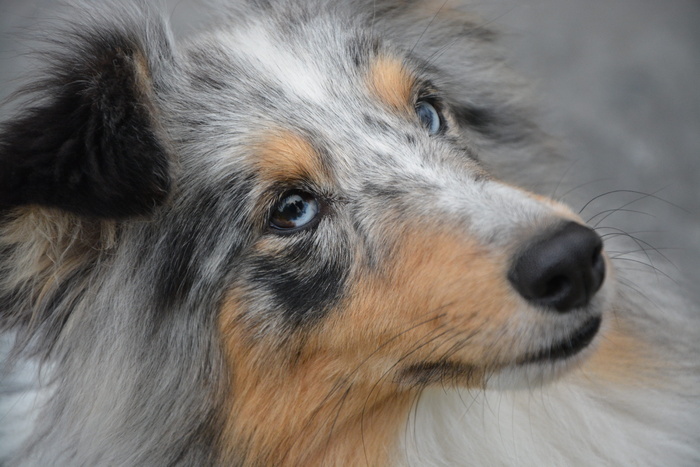 婊子，小狗，小婊子，设得兰牧羊犬，小狗，眼睛，宠物狗，同伴