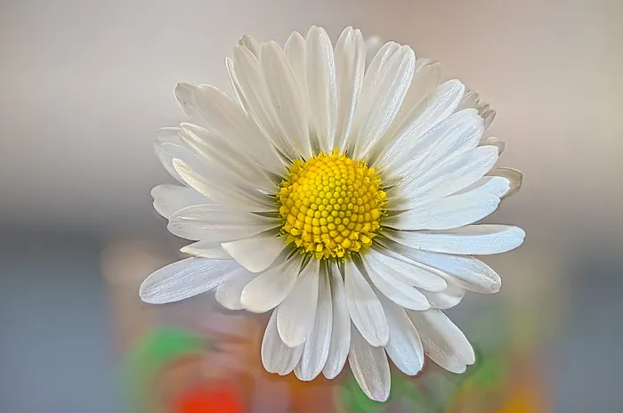 雏菊, 花, 弹簧, 常年, Bellis perennis, 剥离游戏, 白花, 开花植物