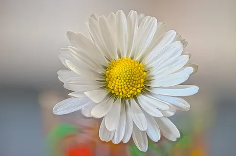 雏菊, 花, 弹簧, 常年, Bellis perennis, 剥离游戏, 白花, 开花植物 雏菊, 花, 弹簧, 常年, Bellis perennis, 剥离游戏, 白花, 开花植物