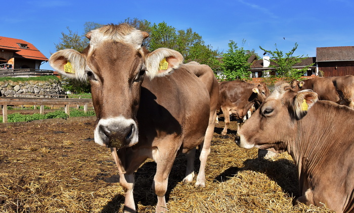 牛群、棕色、奶牛、牛肉、口鼻、鱼眼、有趣的有蹄动物