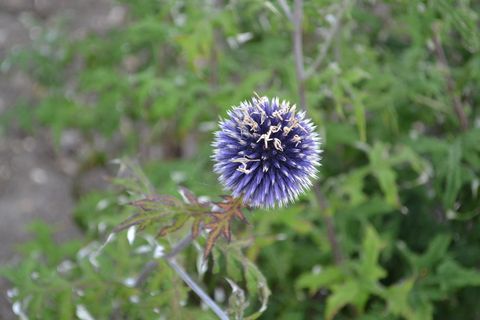 蓟, 苏格兰威士忌, 植物, 花, 开花植物, 增长, 新鲜, 脆弱