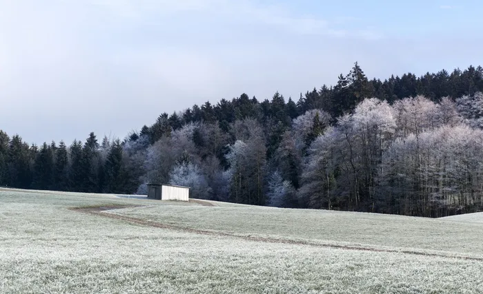 被雪覆盖的灰色树木