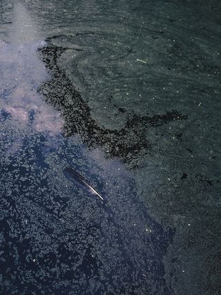 漂浮在水面上的羽毛