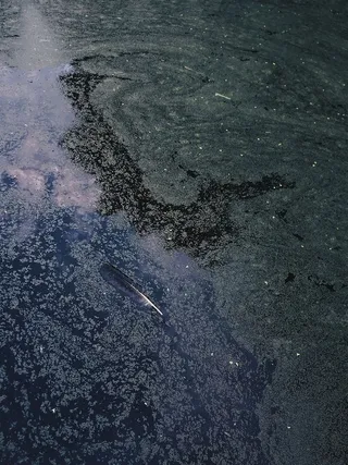 漂浮在水面上的羽毛