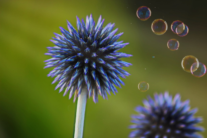 diestel、spur、尖头、蓝色、肥皂泡、阳光、自然、植物