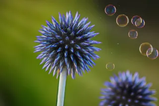 diestel、spur、尖头、蓝色、肥皂泡、阳光、自然、植物