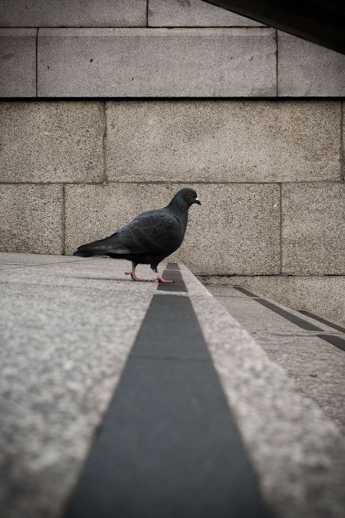 白天灰色混凝土路面上的灰色短喙鸟