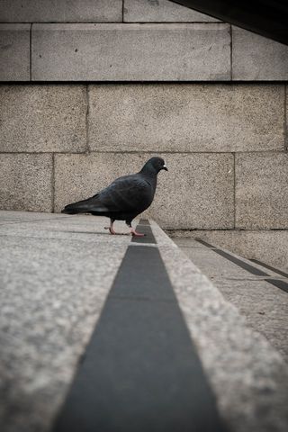 白天灰色混凝土路面上的灰色短喙鸟