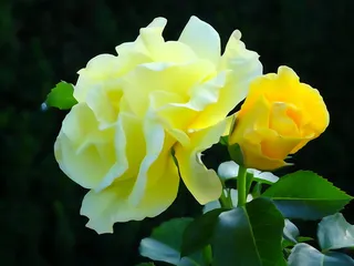 rose flower，olkusz，波兰，黄色，自然，花朵，开花植物，植物