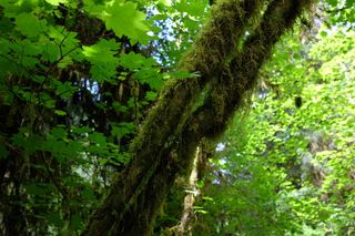 美国, 叉子, 苔藓大厅, 树林, 分支机构, 奥林匹克国家公园, 雨林, 森林