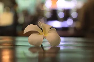 花，华丽，波基，花，植物，特写，开花植物，新鲜度