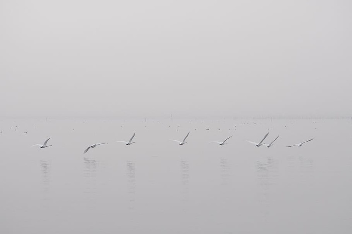 鸟，飞行，身体，水，海洋，海洋，海滩，鸟