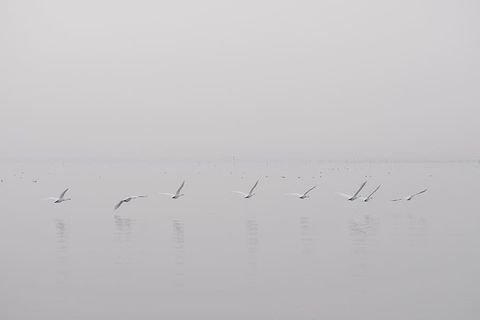 鸟，飞行，身体，水，海洋，海洋，海滩，鸟