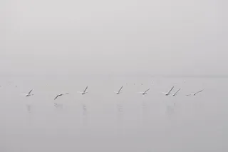 鸟，飞行，身体，水，海洋，海洋，海滩，鸟